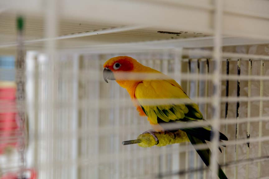 Close-up shot of a pet bird at the Carrier Mills Nursing and Rehabilitation Center, from the Carrier Mills Gallery